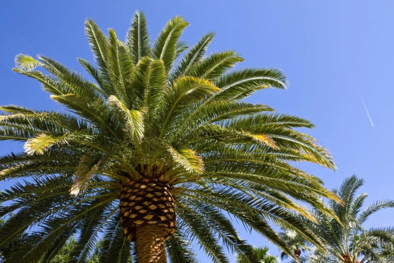 Desert palm tree